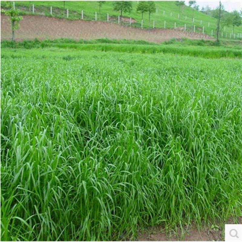 Зимние пастбища 70 семена райграса осенний посев Бесплатная доставка морозостойкие высокоурожайные кормовые семена свинья Крупный рогатый скот овца кролик курица Гусь семена рыбы