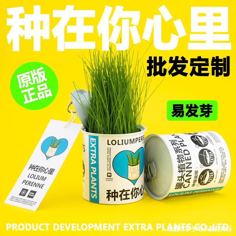 向日葵种子猫草罐头植物桌面盆栽绿植花节日送人礼品