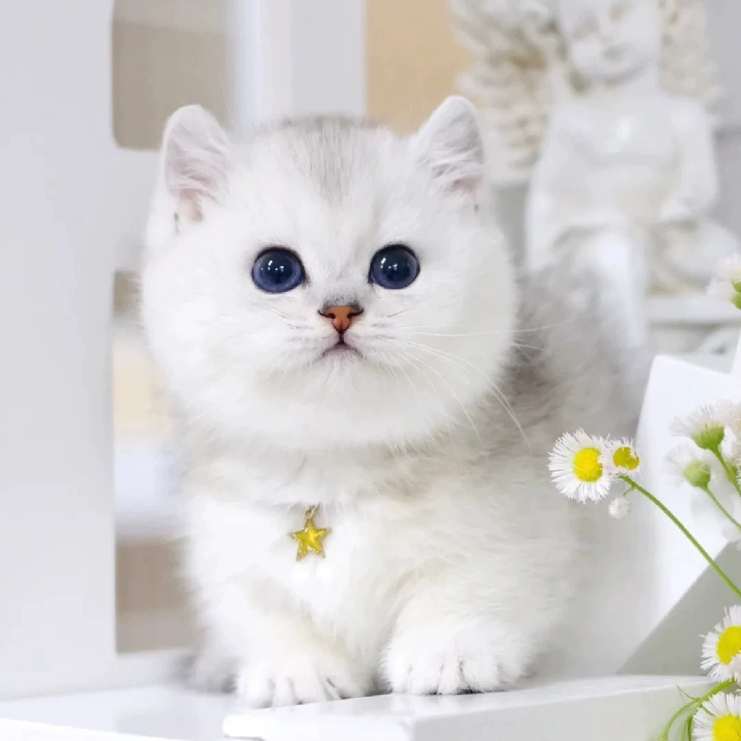 Американский короткошерстный котенок табби, живой сырный кот, коротконосый кот, кот Рэгдолл, живой серебристый градиентный котенок, кошка, живое животное