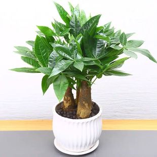 �lؔ�����������҃ȿ͏d�����k���ҾGֲ��������ȩֲ���辰����