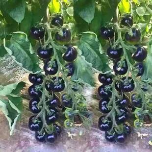�ڷ������������t��������С�����}Ů������֭���Է��������ȫ