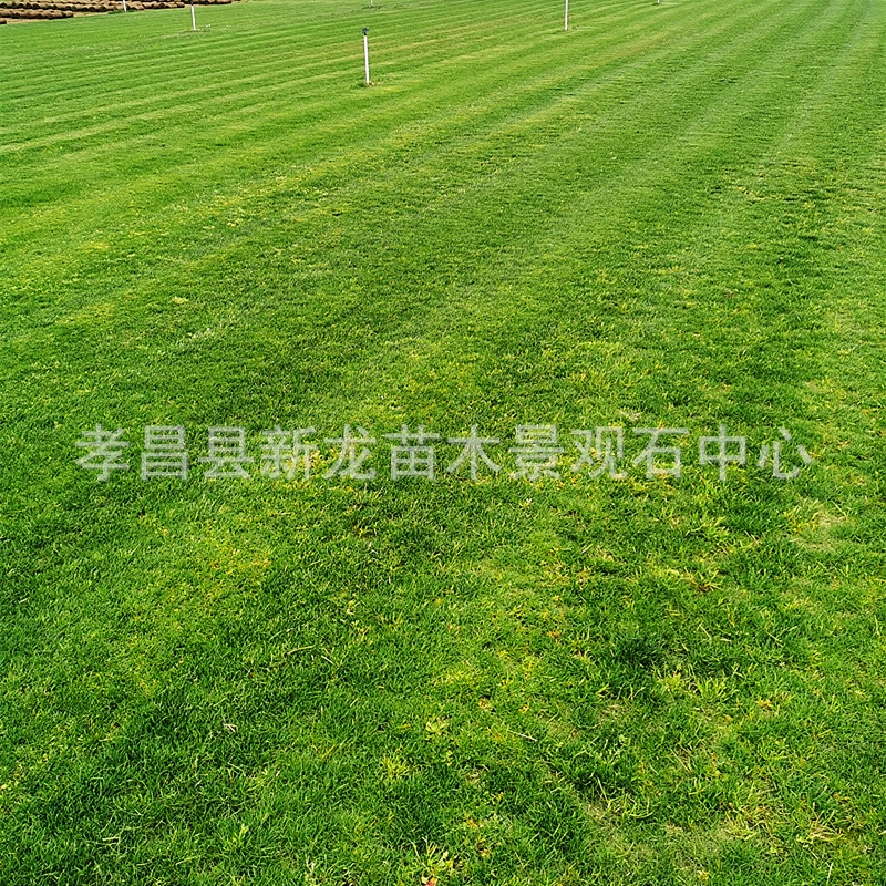 Настоящая трава с толстой почвой Дерн Бермудская зеленая трава Четыре сезона Зеленая Тайваньская трава Манильский лист Масло травы Устойчивый к Протектору газон