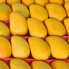海南小台农芒果新鲜9斤现摘小台芒果整箱应当季热带水果