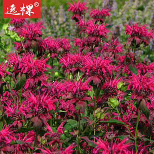 美國薄荷花種子圖片 海量高清美國薄荷花種子圖片大全 阿里巴巴