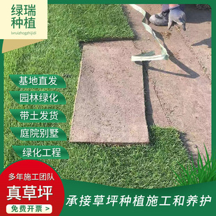 Lawn Spot Wholesale Four Seasons Green Lawn Community Villa Courtyard Greening Real Lawn Garden Engineering Lawn Laying