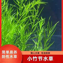 ӡ��С���񹝲���ˮ��ˮ�����~���쾰�^�p���֑������ˮ�ݷ�ֳ