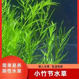 印度小竹节竹节草真水草水族箱鱼缸造景观赏新手懒人阴性水草繁殖