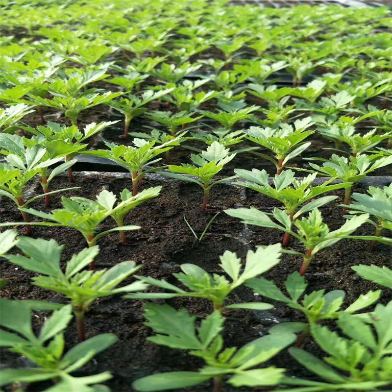 苗育成用特殊培地、温室栽培植物用、肥沃で保水性のある緑色植物用鉱質土を供給します|undefined
