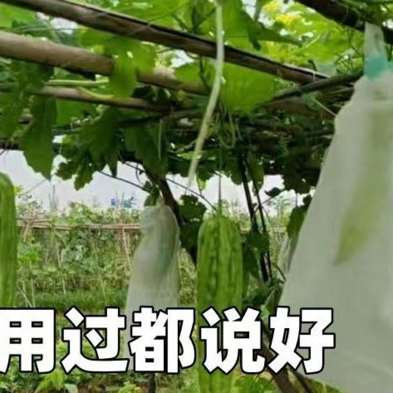 无纺布瓜果防虫套袋苦瓜丝瓜青瓜羊角密防针蜂透气网袋防鸟保护袋|undefined