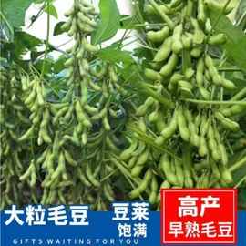养生青豆种子 极早熟50天高产毛豆菜种子春季蔬菜种子特早毛豆种