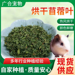 大叶紫花苜蓿干牧草 兔子龙猫荷兰猪宠物粮食 全叶紫花苜蓿草厂家