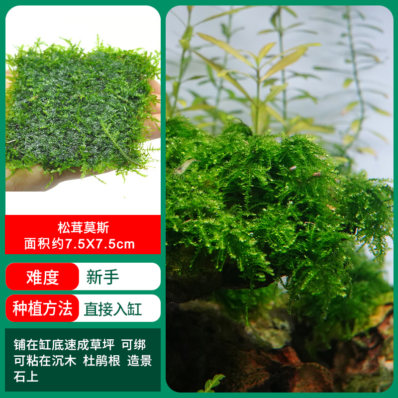 송이버섯이끼【얼리 어답터 가격 ❤ 특별한 제안]