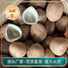 厂家批发海椰皇印度大椰子大海雞椰香味煲湯料原果大货现海南特产