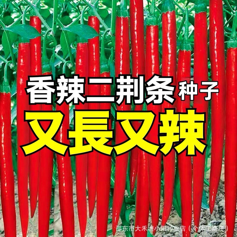 Two Golden Pepper Seeds, Two Jingjiao Line Peppers, Spring Sowing, High-Yielding Pepper Seeds for Potted Planting in the Courtyard