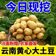 云南新鲜现挖现发大土豆包邮黄皮黄心马铃薯洋芋农家自种蔬菜10斤
