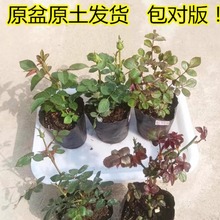 月季花苗花对版四季开花灌木花卉果汁金丝雀扦插小苗盆栽成活率高