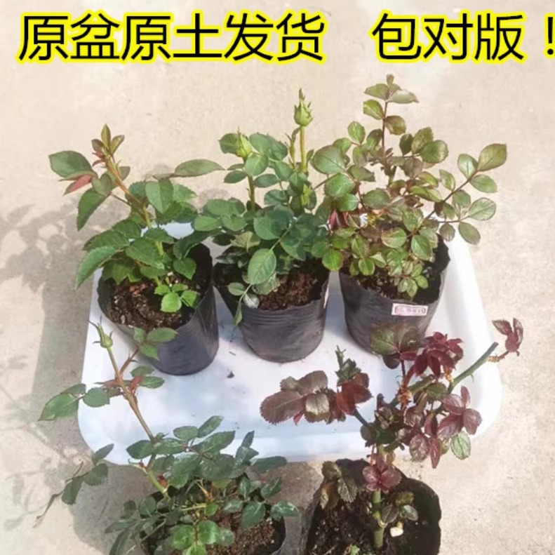 月季花苗花对版四季开花灌木花卉果汁金丝雀扦插小苗盆栽成活率高
