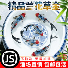 兰花草草金鱼活鱼锦鲤鱼苗观赏鱼淡水鱼冷水鱼小型耐活活体小金鱼