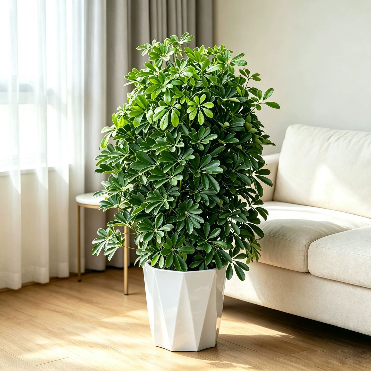 【客厅推荐4苗】鸭脚木70-80cm+钻石纹花盆