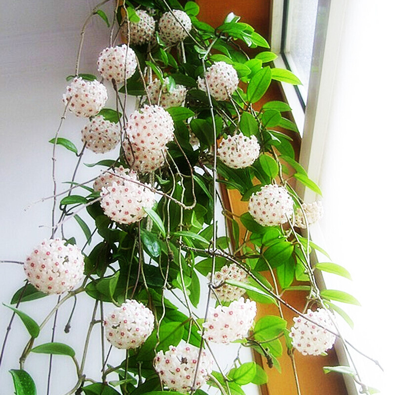 球兰花盆栽大苗绿植吊兰阳台庭院花卉植物开花好养易活室内飘香藤
