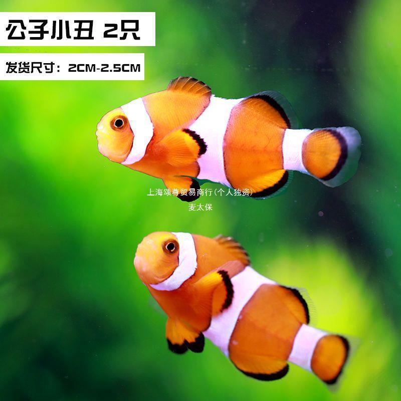 活鱼鱼观赏鱼水族好养小丑鱼小型鱼缸造景公子桌面海水热带鱼宠物