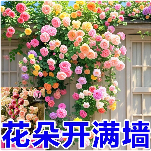 爬藤蔷薇花种子四季开花玫瑰花卉种子重瓣庭院阳台盆栽爬藤植物