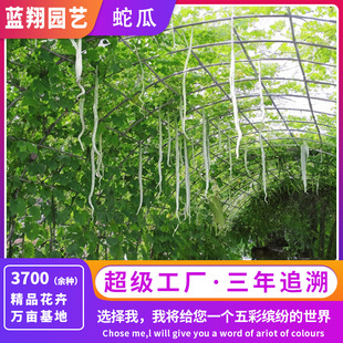 �S��ֱ���߹ϷN���ļ�ͨ���׷N��ͥ�@ˇ�߲˷N���̨�Nֲ�G�����