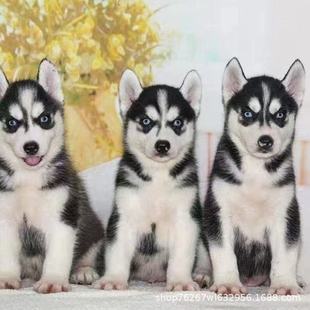 Ȯ��ֱ�N��ʿ����w��Ȯ�����{�۶���ѩ��Ȯ���̹���ȮС�������l