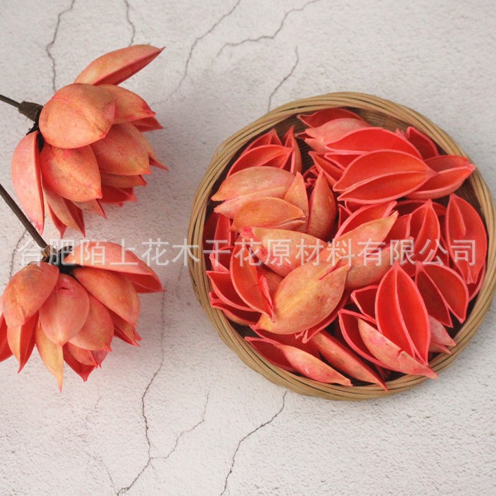 小梧桐壳天然干花原材料木莲花果泡桐果手工拈花材料批发手工DIY