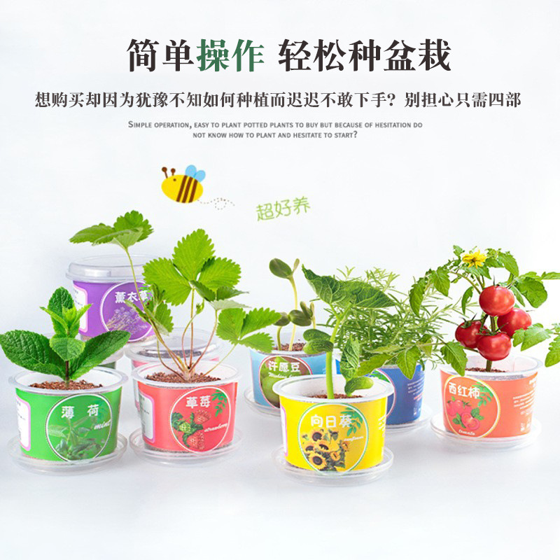 Cuatro estaciones pueden criar estudiantes en macetas, plantas verdes, decoración de escritorio de oficina, flores, jardín de infantes, premios para hombres y mujeres, regalos al por mayor image 4
