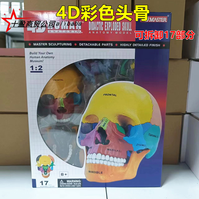 Disclosure color skull model 17 parts of dental dental arts to show…