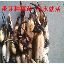 ^pɻNź ɏźN ԺɻN  ɻɏźɏ