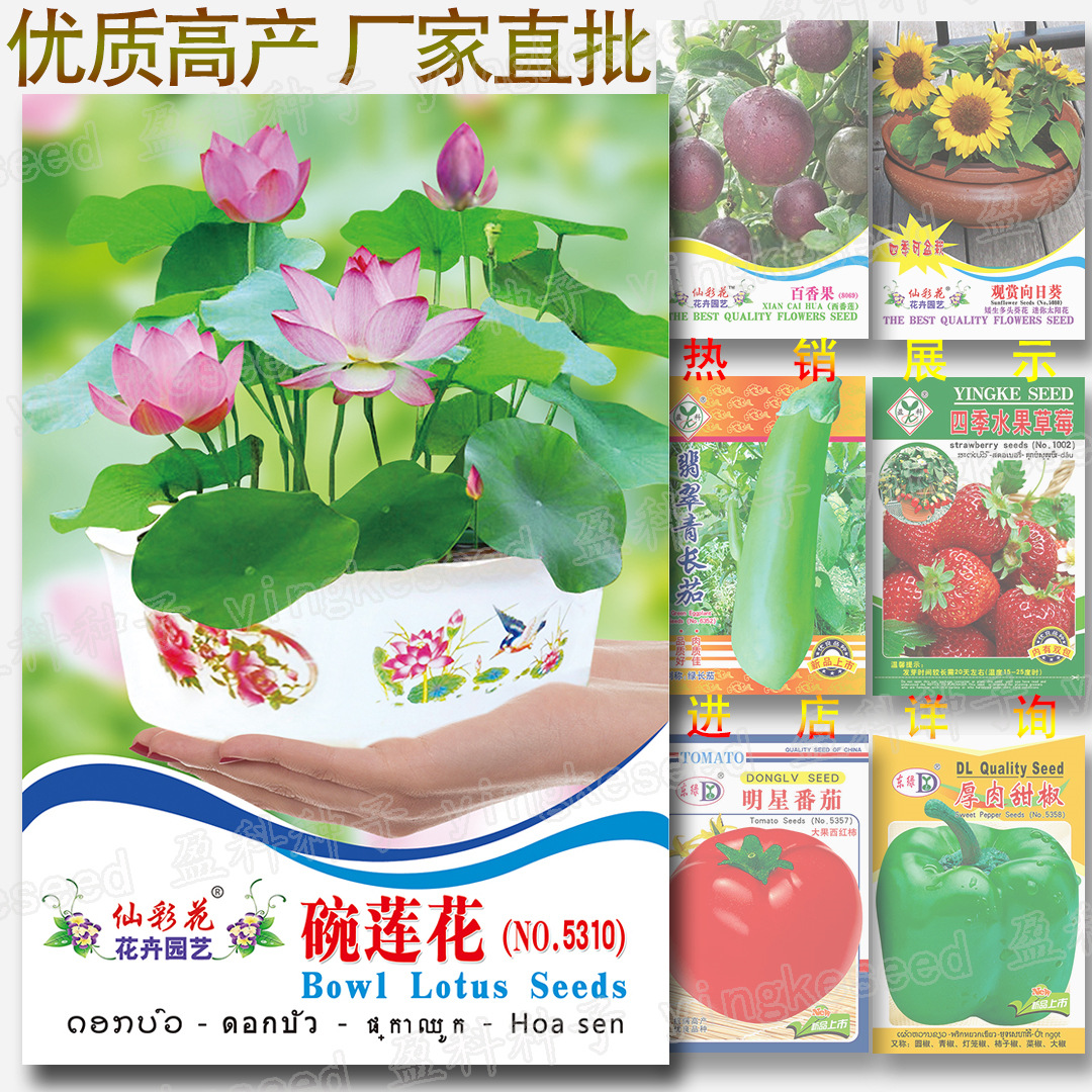 碗莲花种籽 约5粒 盆栽花卉种子 莲花种子水生碗莲四季水养莲藕种