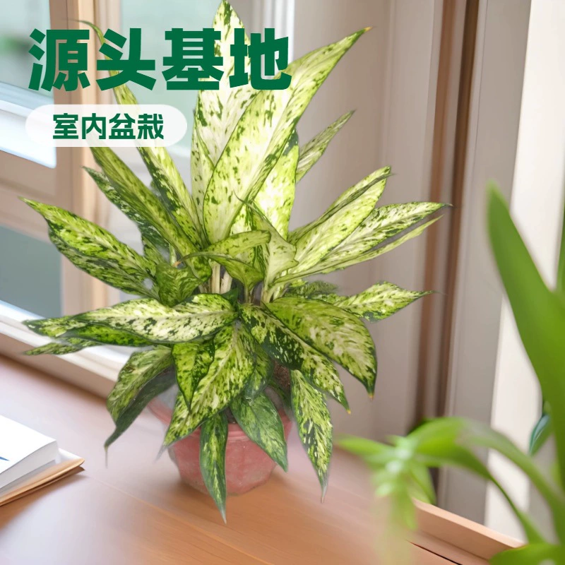 Базовая партия поставки комнатных лиственных растений золото Баою вечнозеленые садовые цветы зеленые горшечные растения оптом