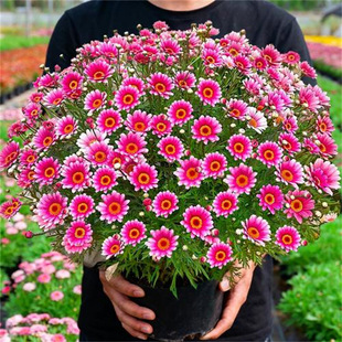 [��������]�̨ͥԺ�����C���ɫ�u׃�������͟��ͺ����� �����L