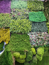 ̦�\��̦�\��̦�q�[��ܛ�b�쾰��ɽ��Ƥ��ƺëʯ�^̦�\�K