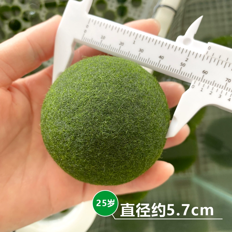 Шар из водорослей микроландшафт для аквариума, экологическая бутылка для интерьера, настольная гидропонная креативная мини-растение — зеленый водорослевый шар