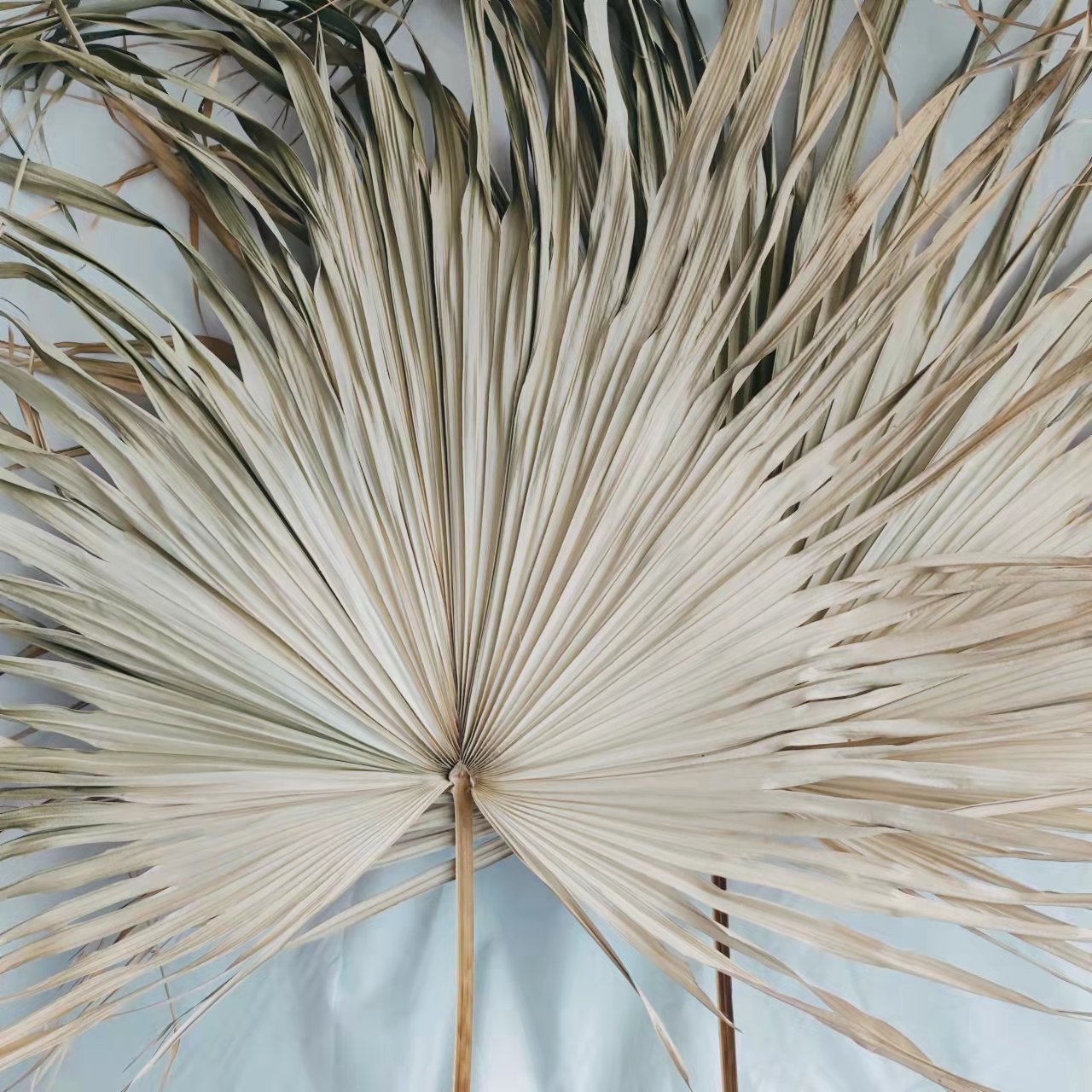 Factory supply large size palm leaf feather dry flowers for indoor soft decoration wedding arrangement shopping mall display applicable