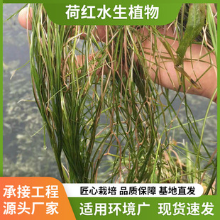 Understanding Dwarf Bitter Grass Seedlings, River Treatment, Submersible Plants, Water Quality Purification, Micro-Toothed Eye Dishes, Yilegae Engineering
