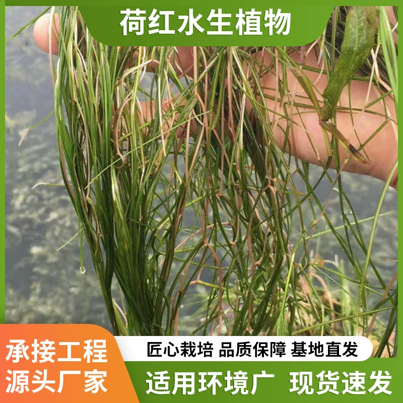 Ведите проект по уходу за речными растениями, очистке воды для погружных растений, микроплантам и элодеям.