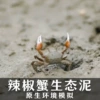 Chili crab ecological mud 500g