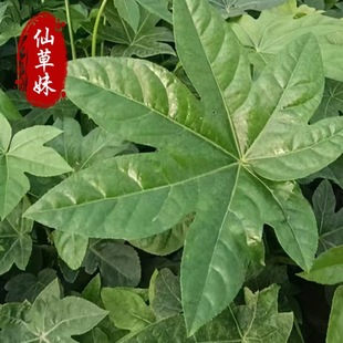 Octagonal Gold Plate Wholesale Engineering Greening Seedlings Courtyard Foliage Plants Four-Season Evergreen Octagonal Gold Plate Potted Plants