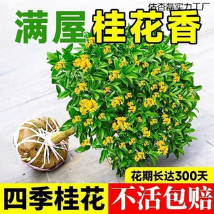 �����ļ��𻨿�ʳ�û���M�����Թ𻨘�����;Gֲ�҃Ȼ��ܺ��B