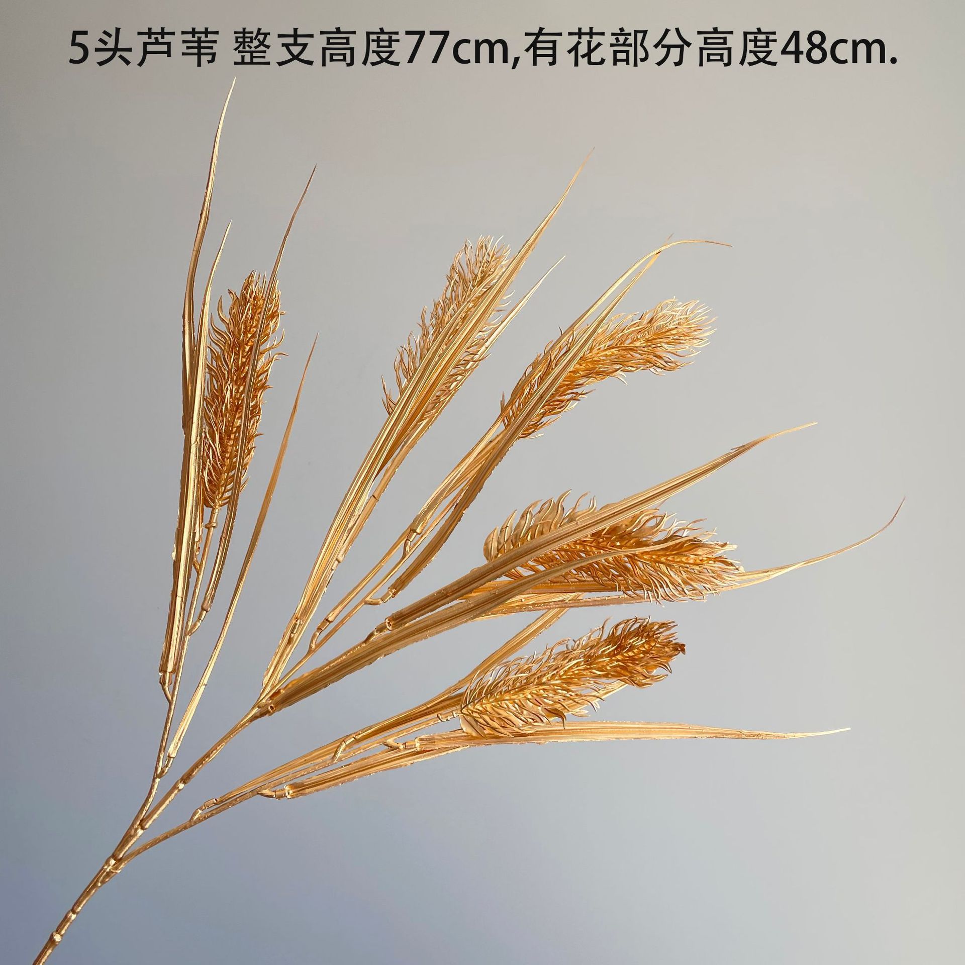 SKU64_颜色_5头芦苇