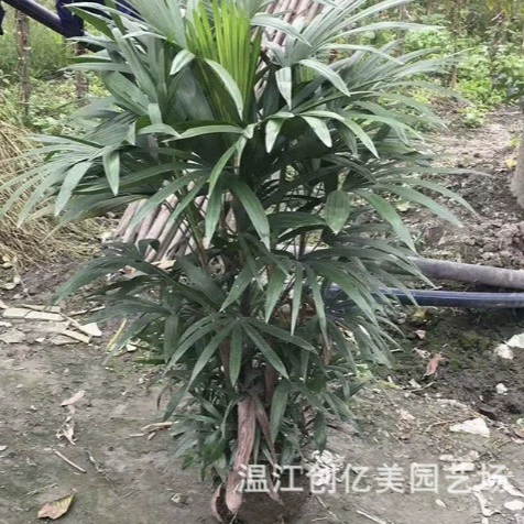 Начало Прямые волосы Коричневый Бамбуковый Детские Коричневый Бамбук Высота 20-150 см Пейзаж Дерево