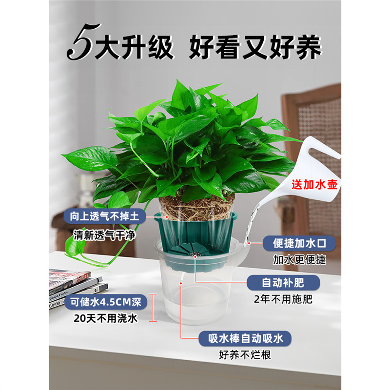 绿萝盆栽室内植物绿箩长藤大叶新房家用净化绿植水培花卉绿罗
