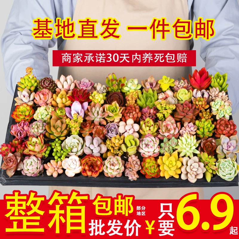 Мясные оптовые суккуленты с горшками с мясом