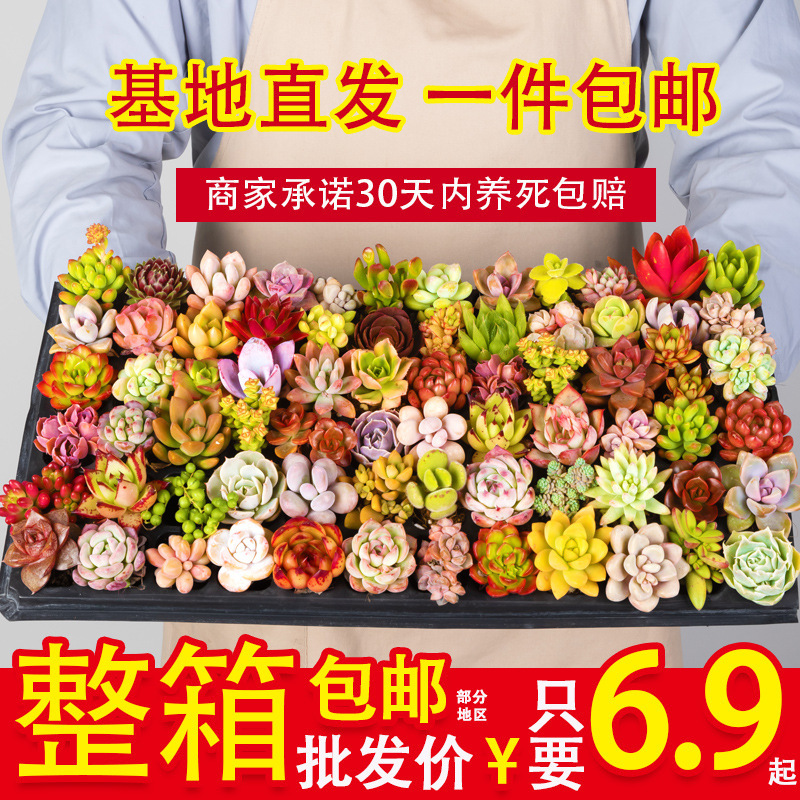 Succulent Wholesale Succulent Plants with Pots Succulent Potted Plants with Pots Wholesale Succulent Whole Box