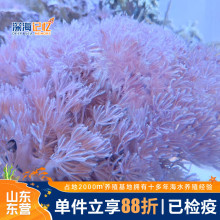 [直供价]闪千手珊瑚开合花伞白鬼爪观赏生物海水海缸活体新手好养