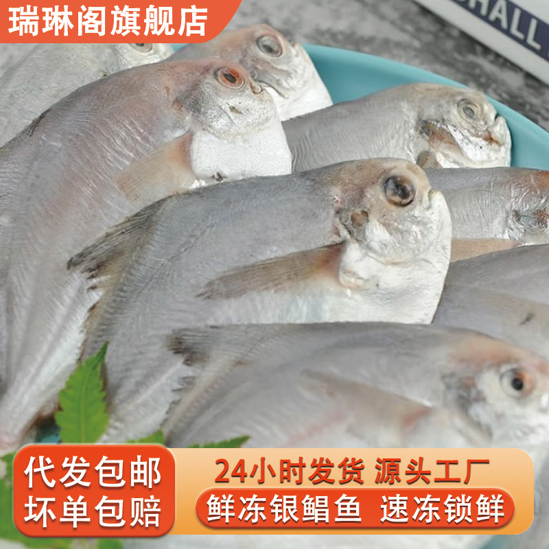 新鲜冷冻银鲳鱼海捕速冻白鲳鱼平鱼昌鱼鲜活鱼类商用海鲜水产批发